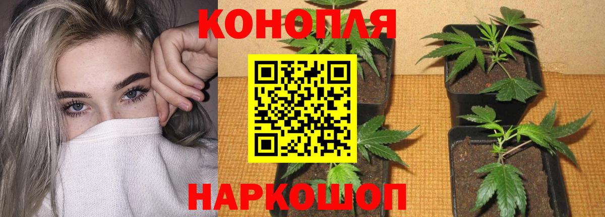 Конопля конопля  Шишки марихуана MAZAR  Вход с VPN  Канабис планчик  Горячий Ключ 